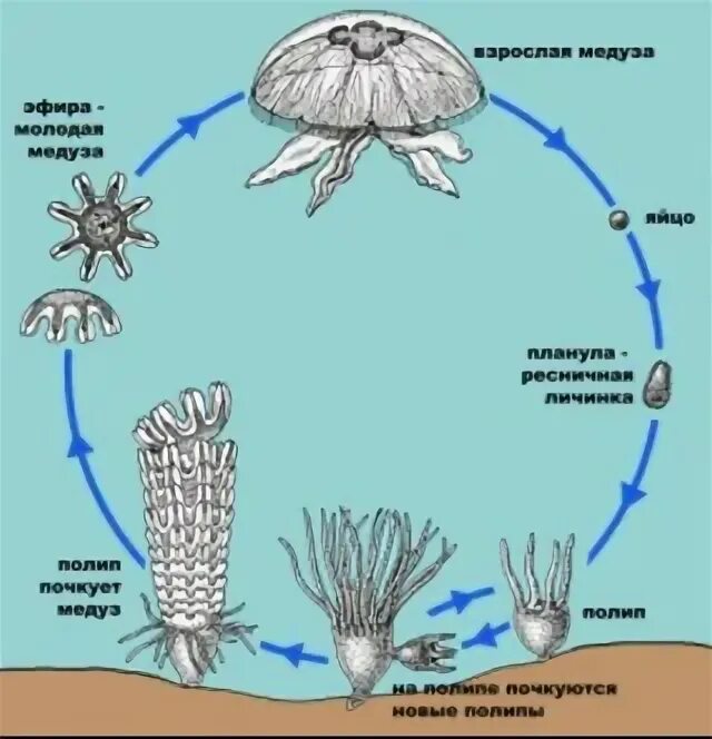 Стадия жизненного цикла медузы. Цикл развития сцифоидной медузы. Размножение сцифоидных медуз схема. Стадии размножения сцифоидной медузы. Размножение сцифоидных медуз.