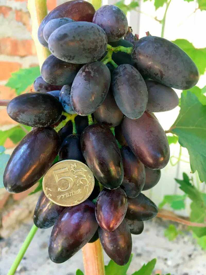 днепровский сувенир виноград описание сорта. ягода похожая на гроздь винограда. сорт винограда днепровский сувенир. виноград днепровский сувенир фото. сорт винограда днепровский сувенир.