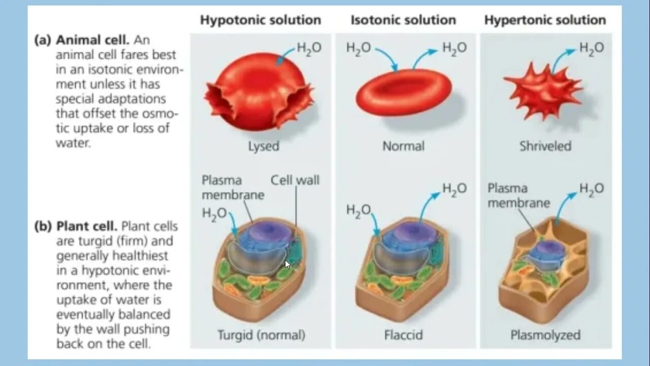 Cell solutions