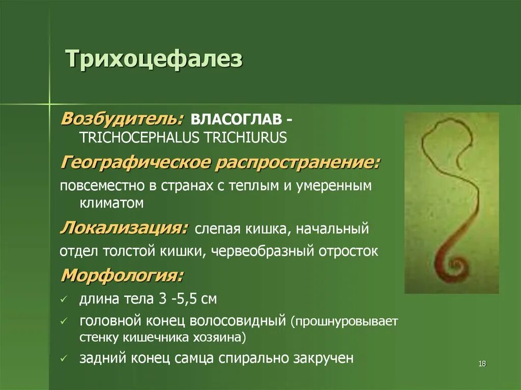 Власоглав материал для исследования. Власоглав Trichocephalus Trichiurus. Власоглав круглые черви. Трихоцефалез механизм заражения. Круглые черви заболевания