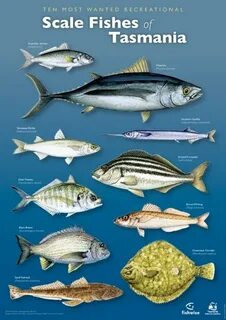 Fish names