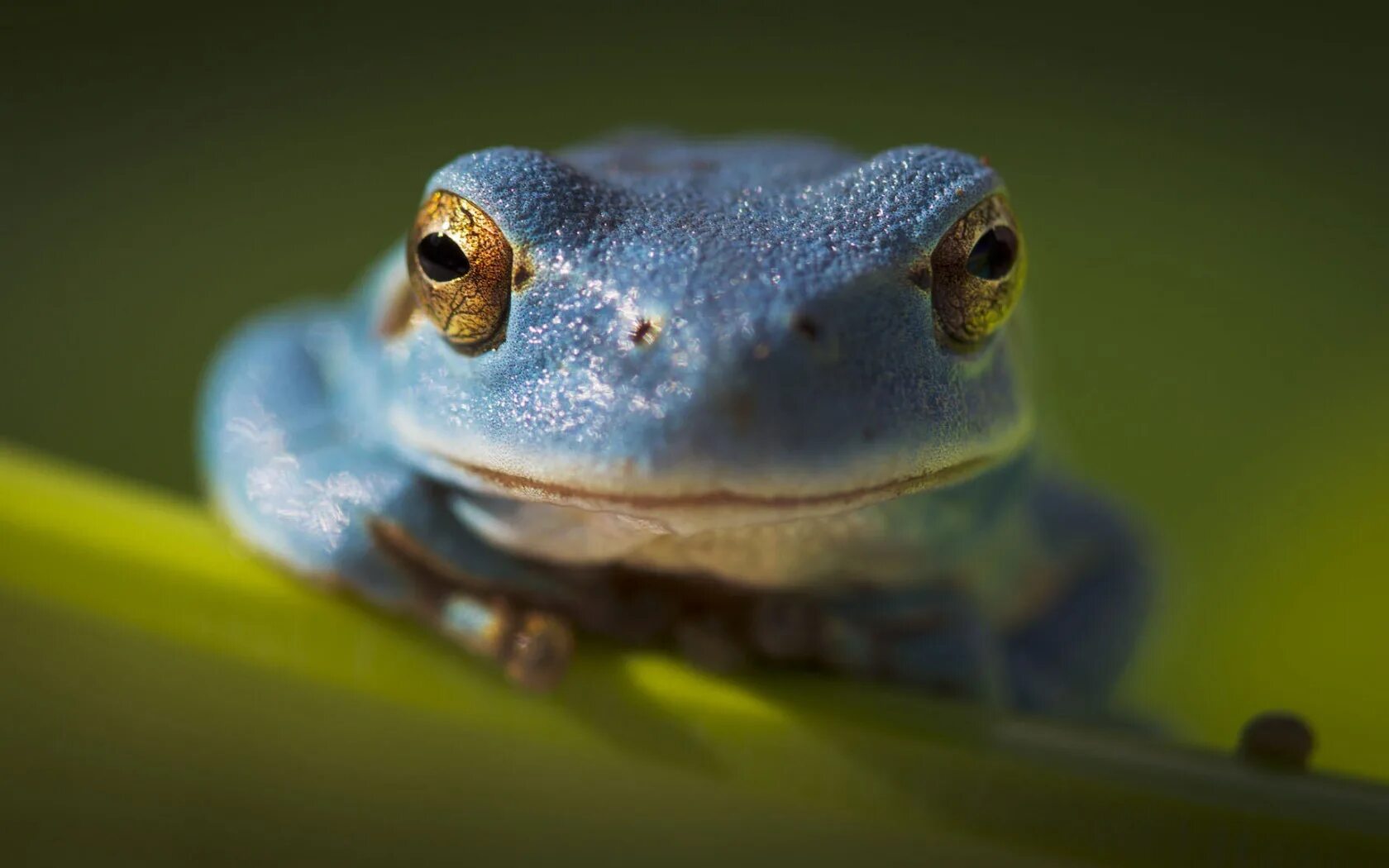 Elephant frog. Лягушка австралийская голубая квакша. Лягушка Прудовая паротиды. Хьюля лягушка. Травяные лягушки, лягушки-турлушки.