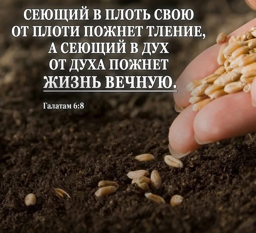 Братья вы наши плоды пожинаете