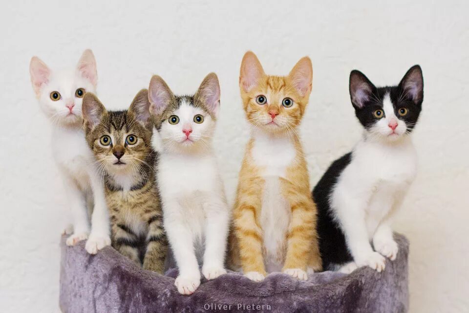 Много котят разных. Котята разных пород. разные котята. котята разных расцветок. разные породы кошек.
