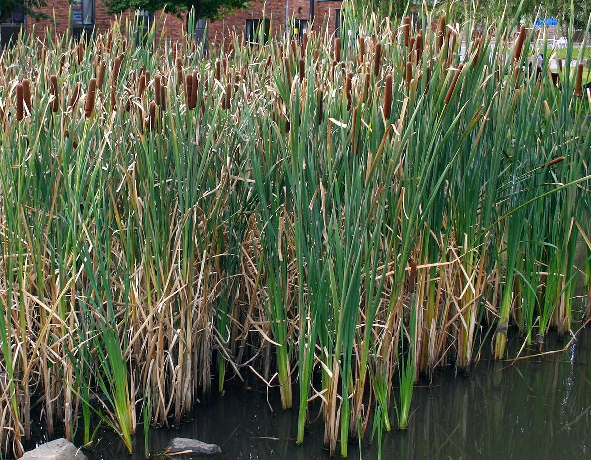 Похожа на болотную. Рогоз широколистный и камыш. Рогоз широколистный (Typha latifolia). Рогоз широколистный Вариегата. Рогоз Cattail.