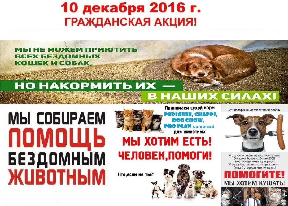 Акция по сбору корма для животных. Акция для бездомных животных. акция помощь бездомным животным. сбор корма для бездомных животных. акция сбор корма для бездомных животных.