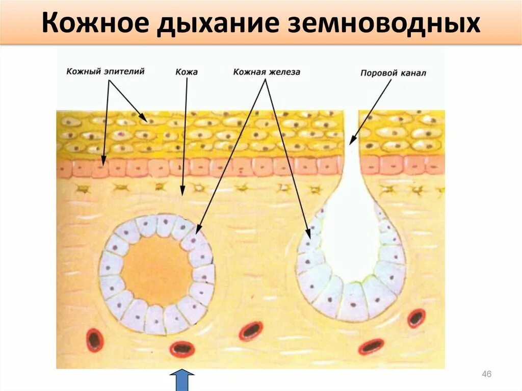 Кожное дыхание у человека. Кожные покровы лягушки. Строение кожи лягушки. Покровы тела земноводных амфибий. Простая слизистая железа из кожи амфибий.