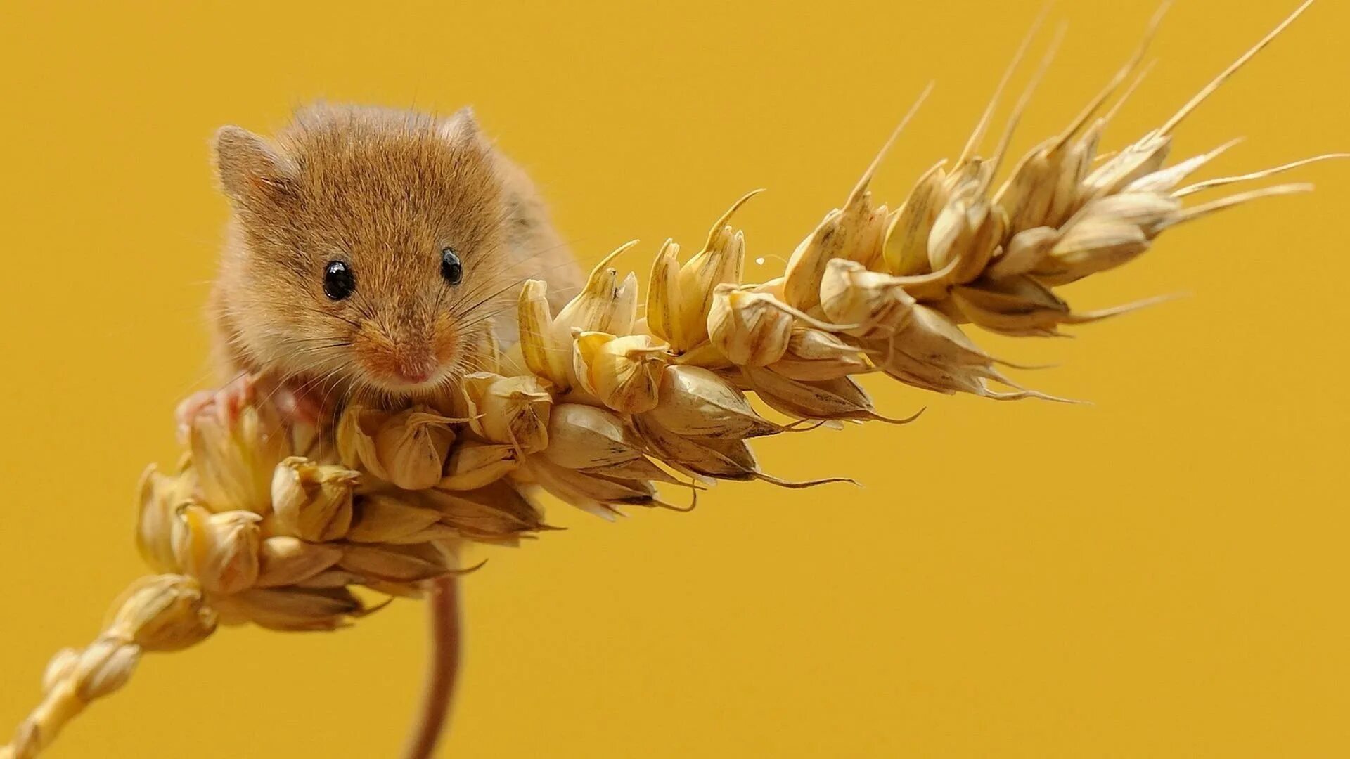 Мыши рабочий стол. Мышка с колоском. Мышь и зерно. Мышь на колоске. Мышь ест зерно.