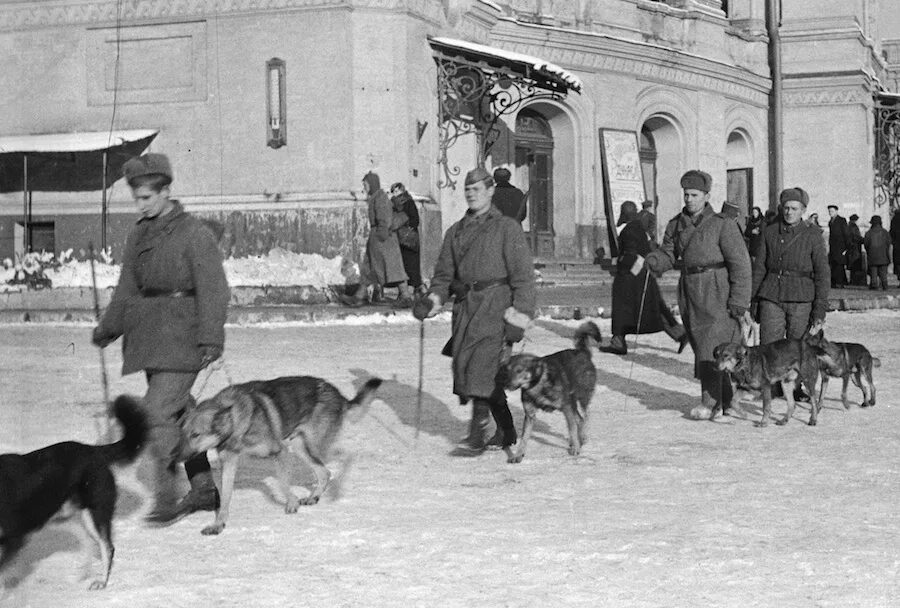 Собаки в годы вов