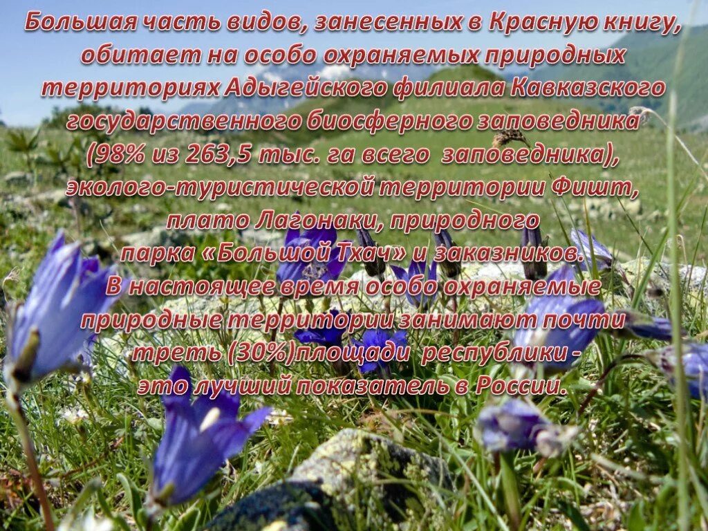 Какие растения внесены в красную книгу дагестана. Растения адыгеи занесенные в красную книгу. растения из красной книги адыгеи. растения адыгеи занесенные в красную. животные из красной книги адыгеи.