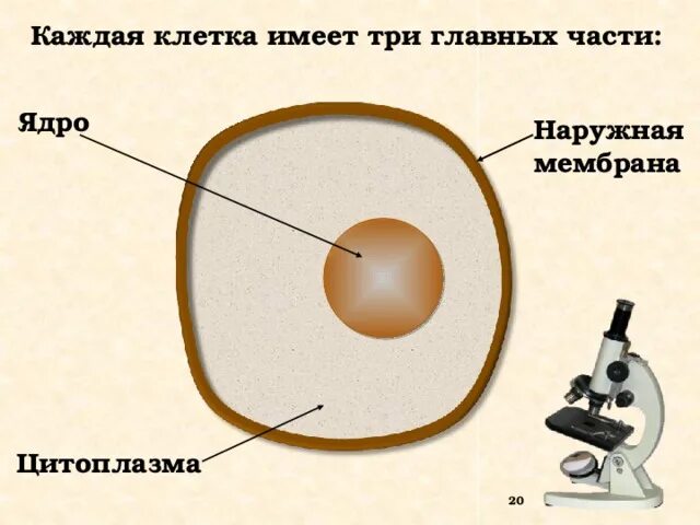 Каждая клетка содержит. Основные части клетки: ядро, цитоплазма,. строение клетки ядро цитоплазма оболочка. клетка имеет три обязательные части. три обязательные части клетки.