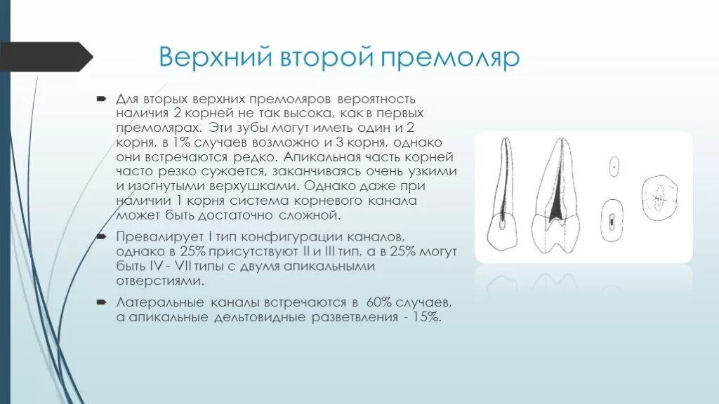 Второй премоляр нижней челюсти анатомия корневых каналов. 2 Премоляр верхней челюсти. 2 Премоляр верхней челюсти корни. Второй верхний премоляр анатомия.