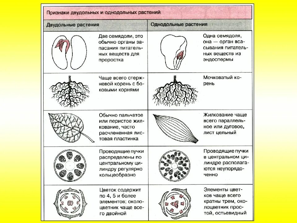Признаки однодольных и двудольных. Признаки однодольных и двудольных растений. Признаки однодольных и двудольных растений таблица. Различия однодольных и двудольных растений. К какому классу относится растение схема