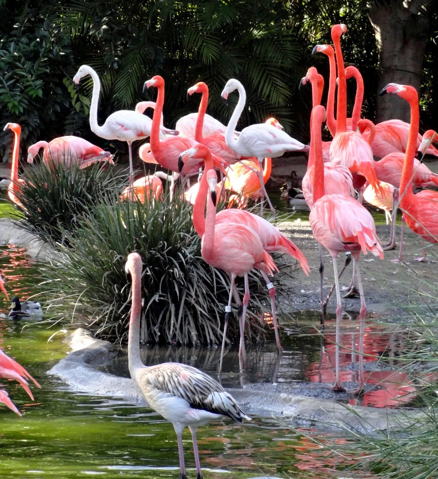 Красив фламинго. Фламинго в Южной Америке. Доминикана Фламинго. Фламинго в Северной Америке. Фламинго в Испании.