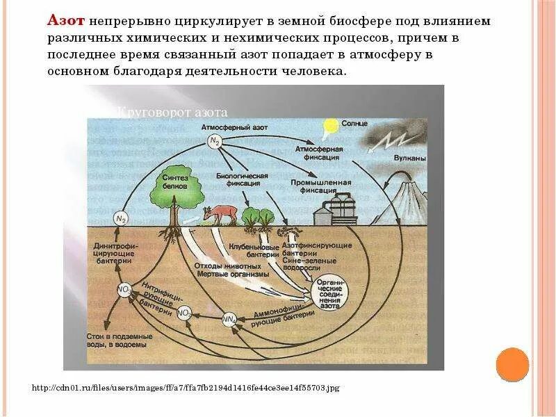 Какую роль играет человек в биосфере. Биосфера и человек. Человек функция биосферы. Процессы в биосфере. Роль деятельности человека в биосфере.