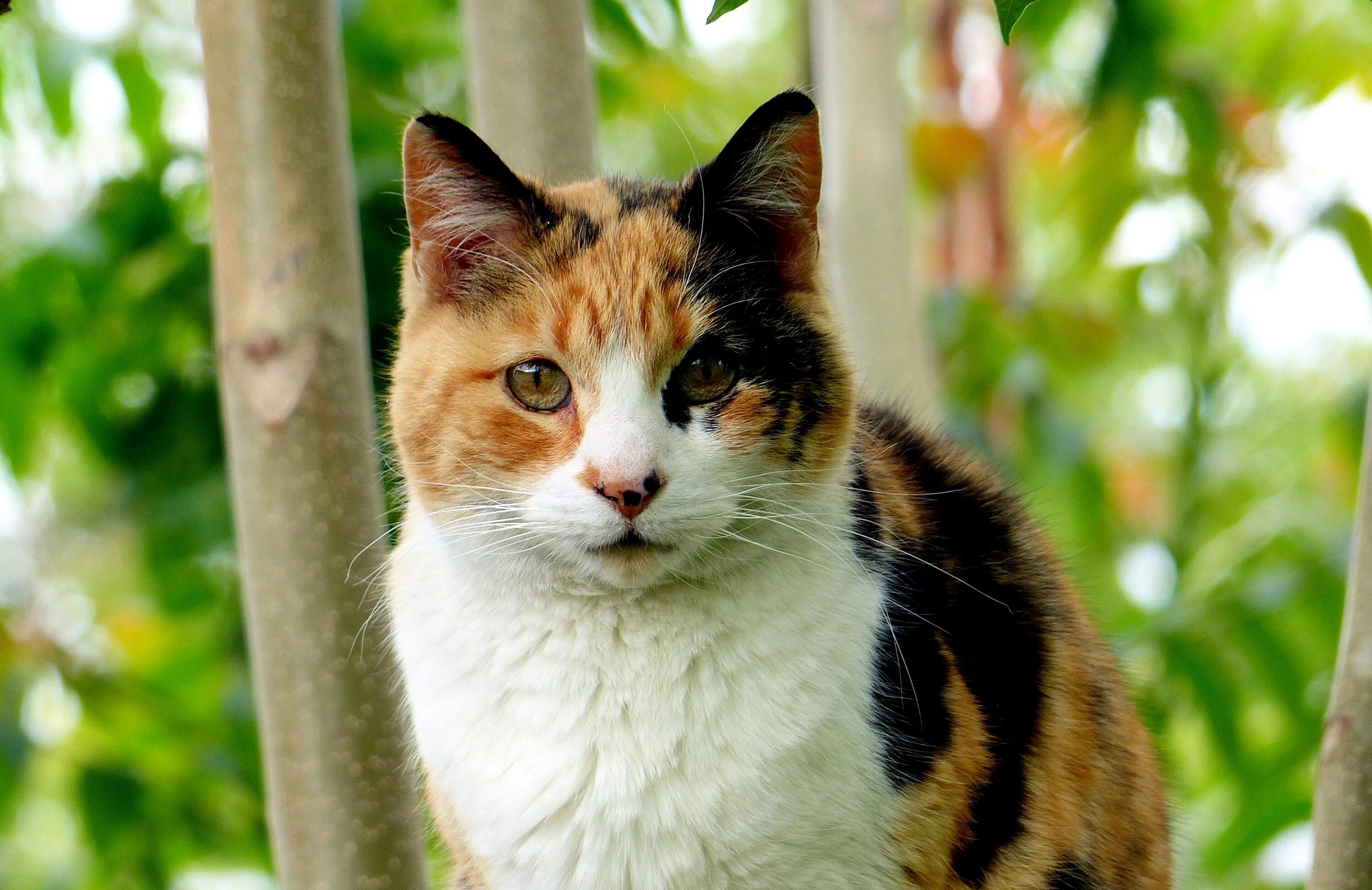 Un gato