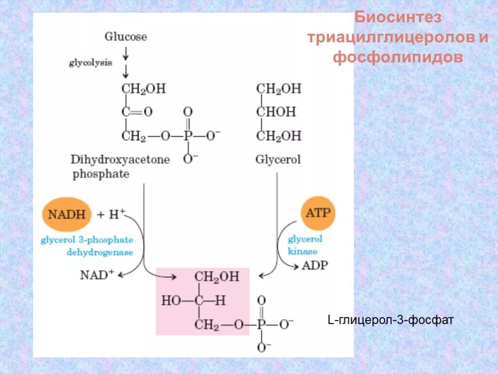 3 фосфат. Глицерол 3 фосфат. биосинтез фосфолипидов. биосинтез триацилглицеролов. расщепление триацилглицеролов.