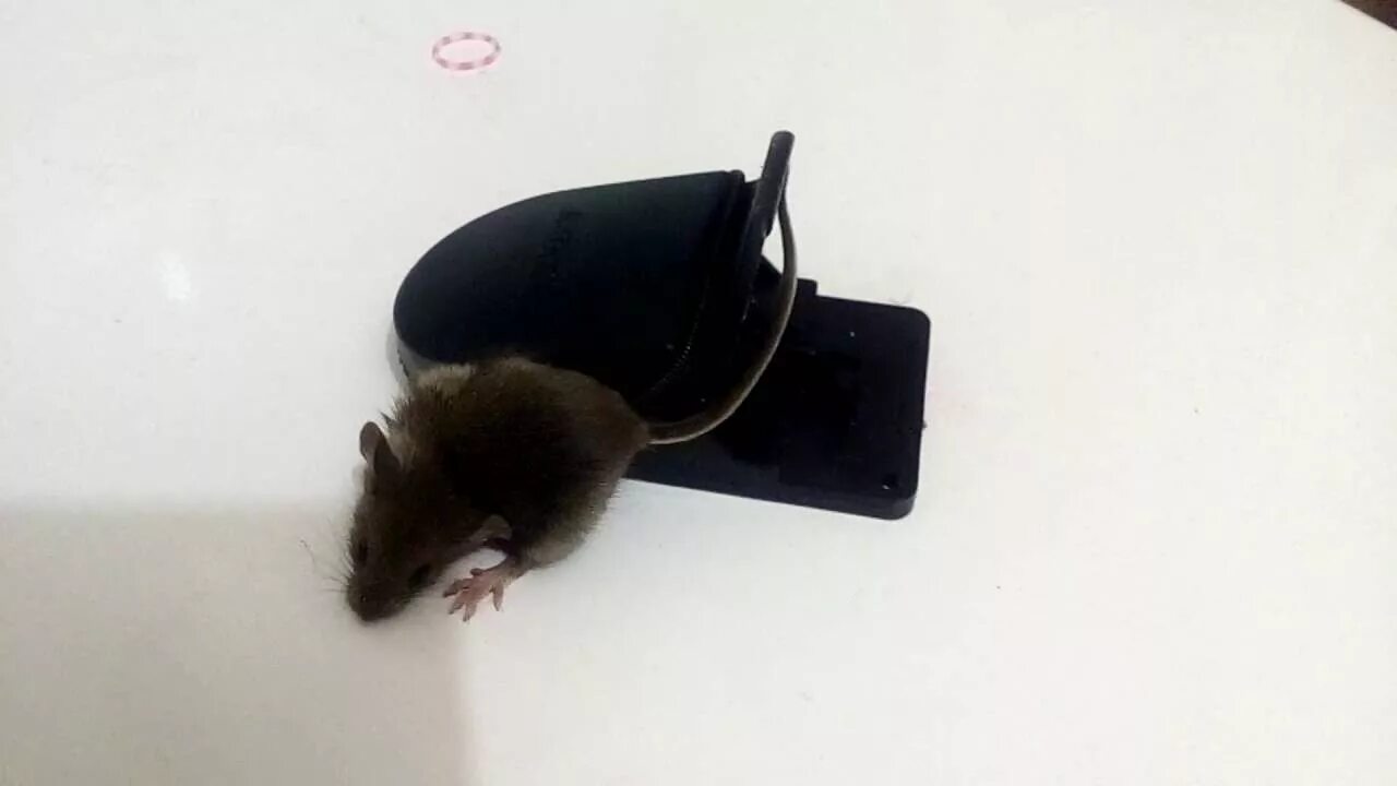Мышь попалась в мышеловку. Мышка попала в мышеловку. Мышь перегрызла кабель. Мышка в чёрной мышеловке. Мышь в другую сторону