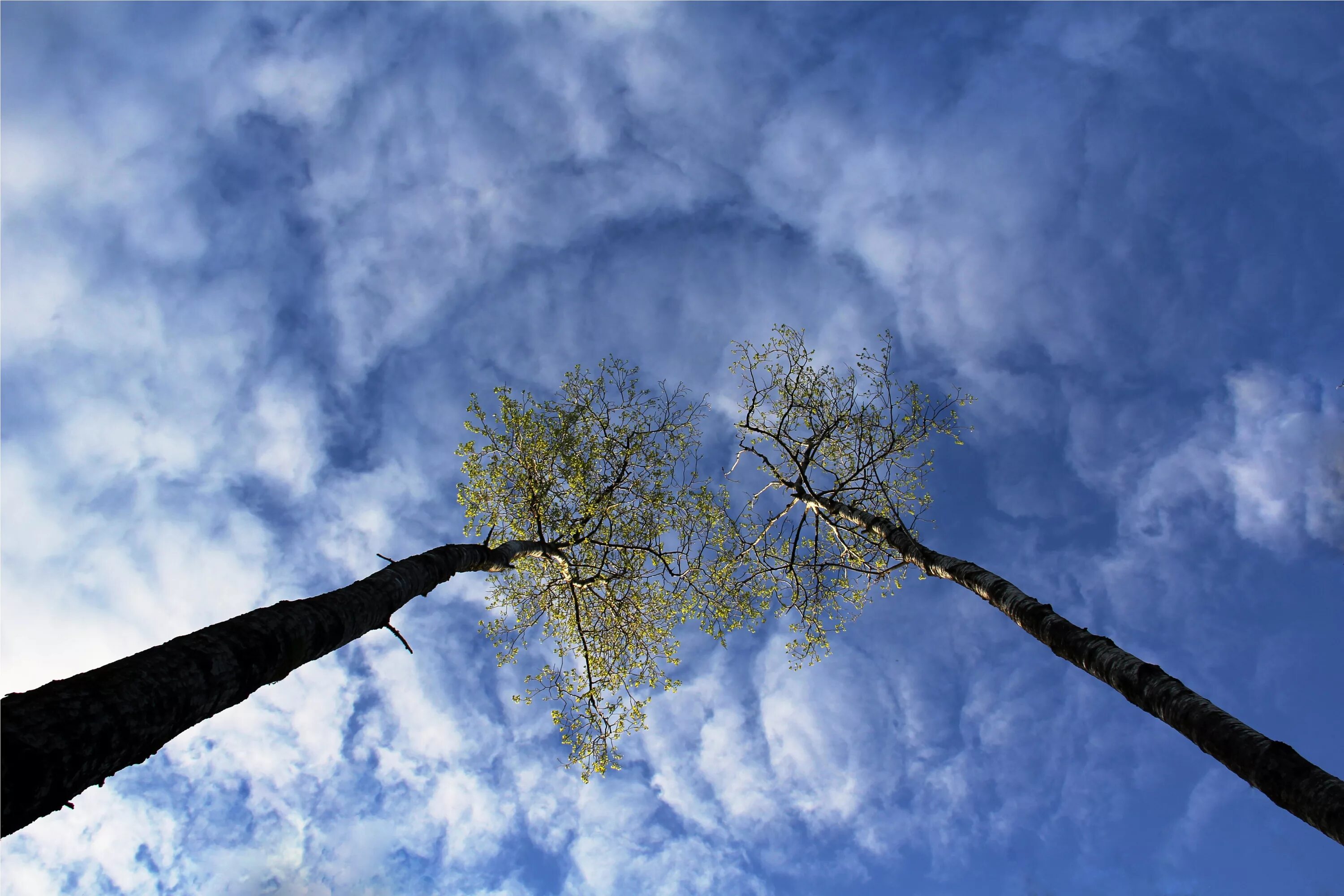 Кроны деревьев. Кроны деревьев и облака. Небо и деревья. Небо облака деревья. Над небосклоном