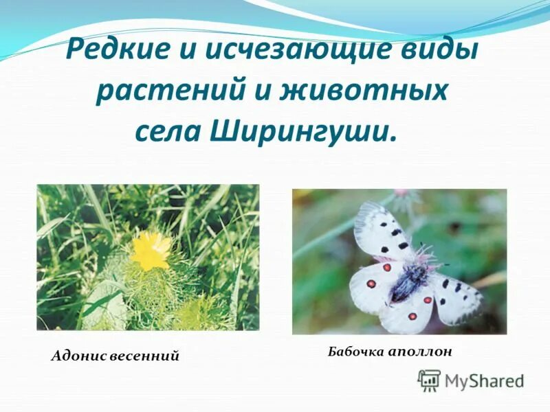 Растения республики мордовия. Растительный мир мордовии презентация. Г. Растительный мир республики мордовия. Леса мордовии на карте.