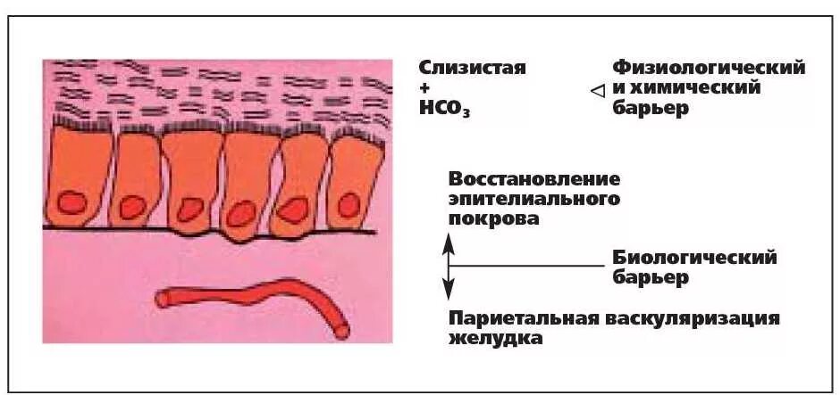 Слизистый барьер желудка. Защитные барьеры слизистой оболочки желудка. Слизисто-бикарбонатный барьер желудка. Эпителиальный барьер желудка. Барьер слизистая оболочка