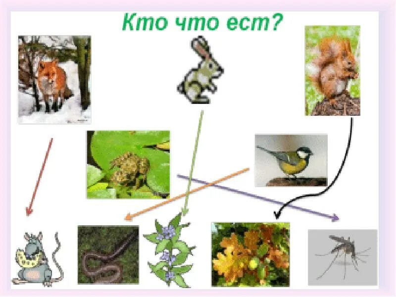 Рабочие листы кто что ест 3 класс. Как живут животные 1 класс окружающий мир. кто что ест окружающий мир. кто что ест 3 класс. тема урока как живут животные.