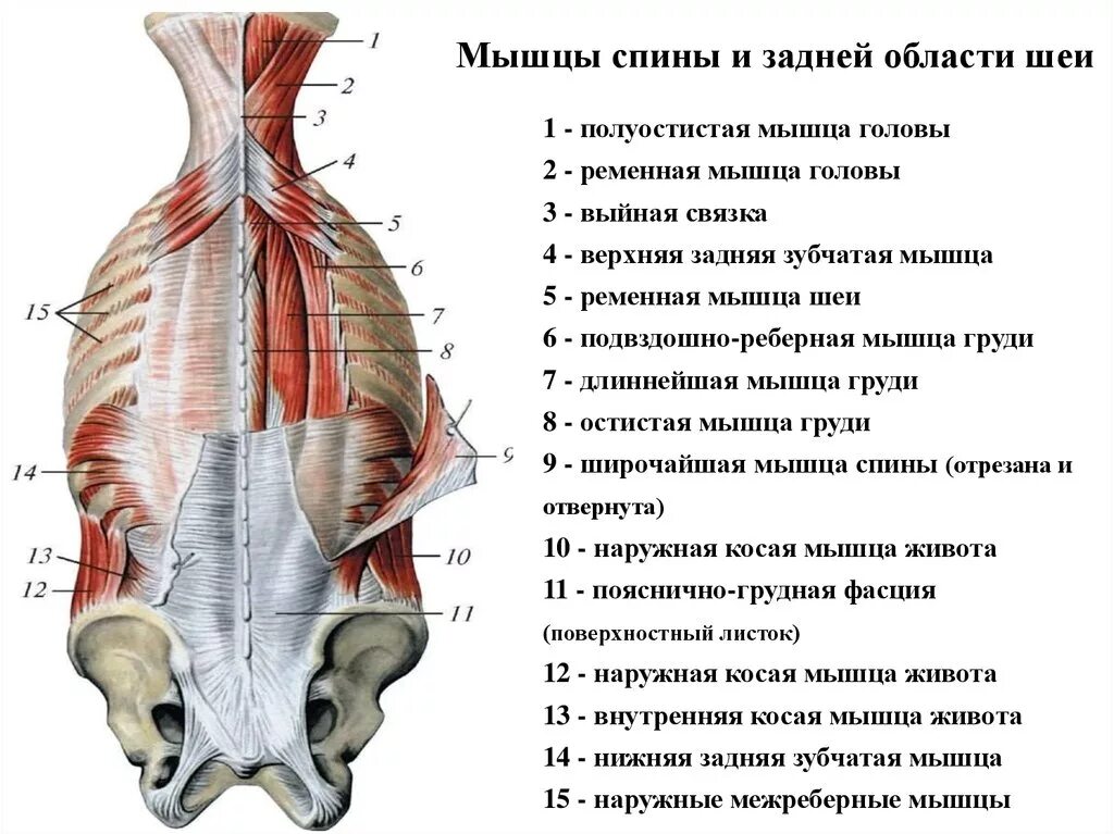 Глубокие спинные