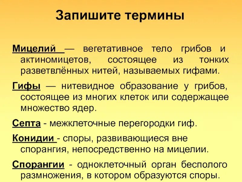 Септы это микробиология. Микробиология гиф. Гифы это микробиология. Мицелий это микробиология. Вегетативный мицелий грибов