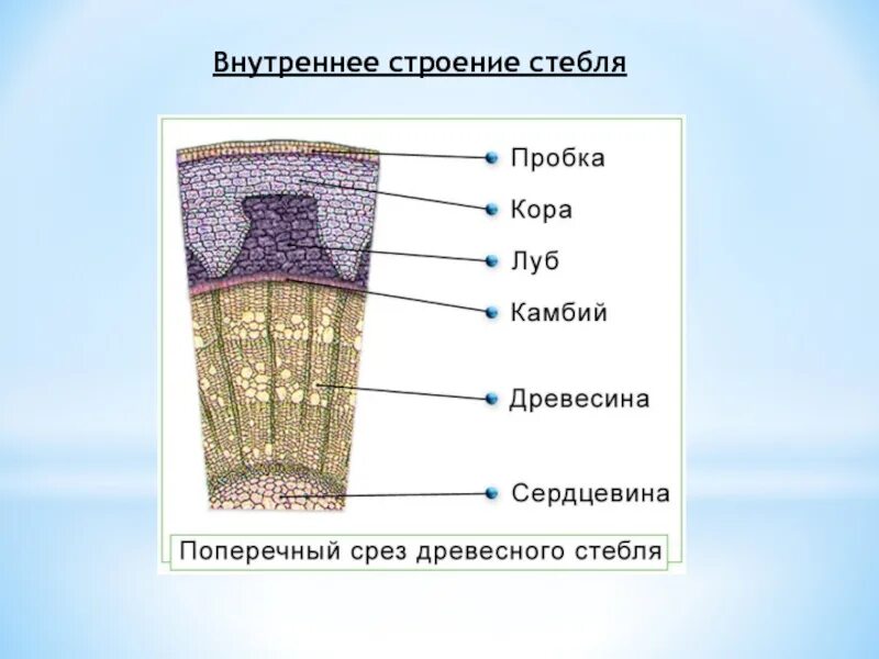 Строение стебля доклад. Внутреннее строение стебля дерева рисунок. внутреннее строение стебля 6 класс биология. внутреннее строение стебля биология. внутреннее строение стебля 6.