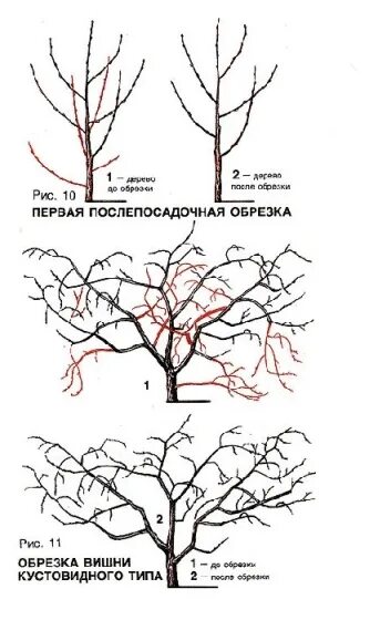 Можно обрезать вишню в сентябре