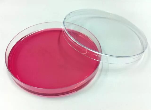 Агар эндо микробиология. Агар агар в чашке петри. Среда плоскирева микробиология состав. Питательная среда эндо микробиология. Среда эндо в чашках петри.