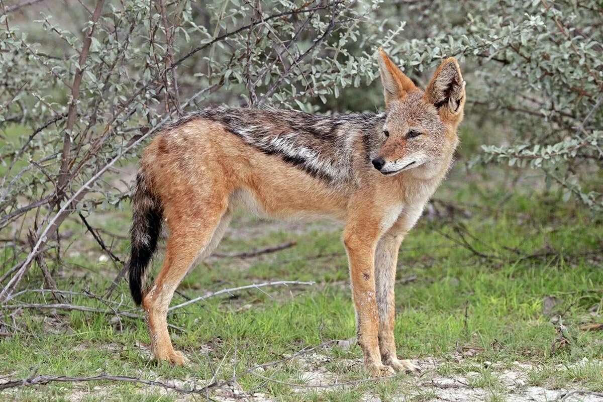 Как выглядят шакалы фото. Canis mesomelas. Чепрачный Шакал. Обыкновенный Шакал (canis aureus). Чепрачный Шакал ареал.