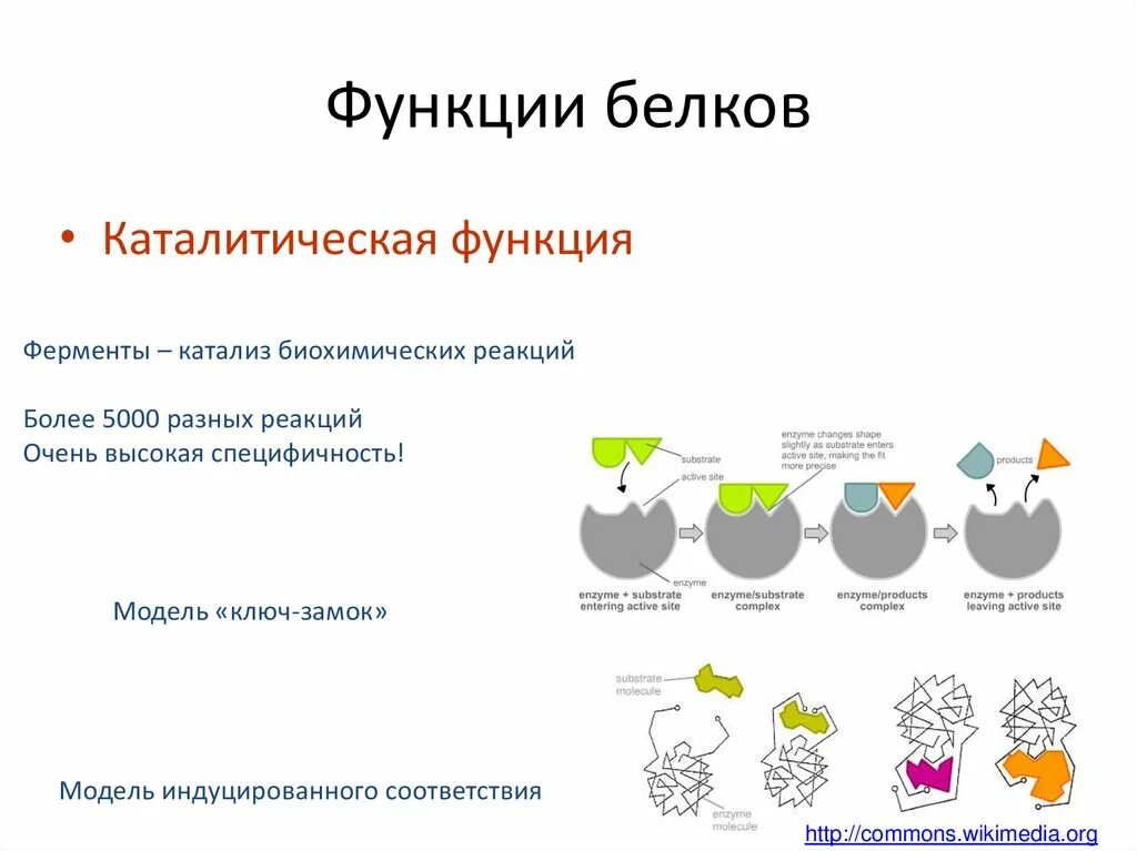 Какую функцию выполняют белки ферменты. Каталитическая ферментативная функция белка. функции ферментов схема. ферментативно каталитическая функция белков. белки ферменты функции.