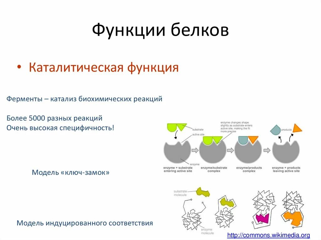 Каталитическая ферментативная функция белка. Функции ферментов схема. Ферментативно каталитическая функция белков. Каталитическая (ферментативная) функция.