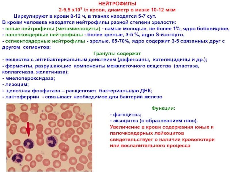 1 кровь появилась у. Палочкоядерные нейтрофилы размер клетки. Палочкоядерные лейкоциты. Функции палочкоядерных лейкоцитов. Сегментоядерные нейтрофилы функции.