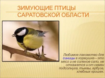 Саратовская птица