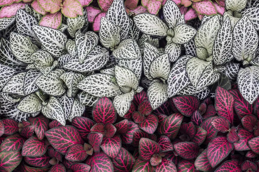 Цветок фиттония микс. Фиттония бамбино. Фиттония микс. Фиттония цветущая. Фиттония джосан.