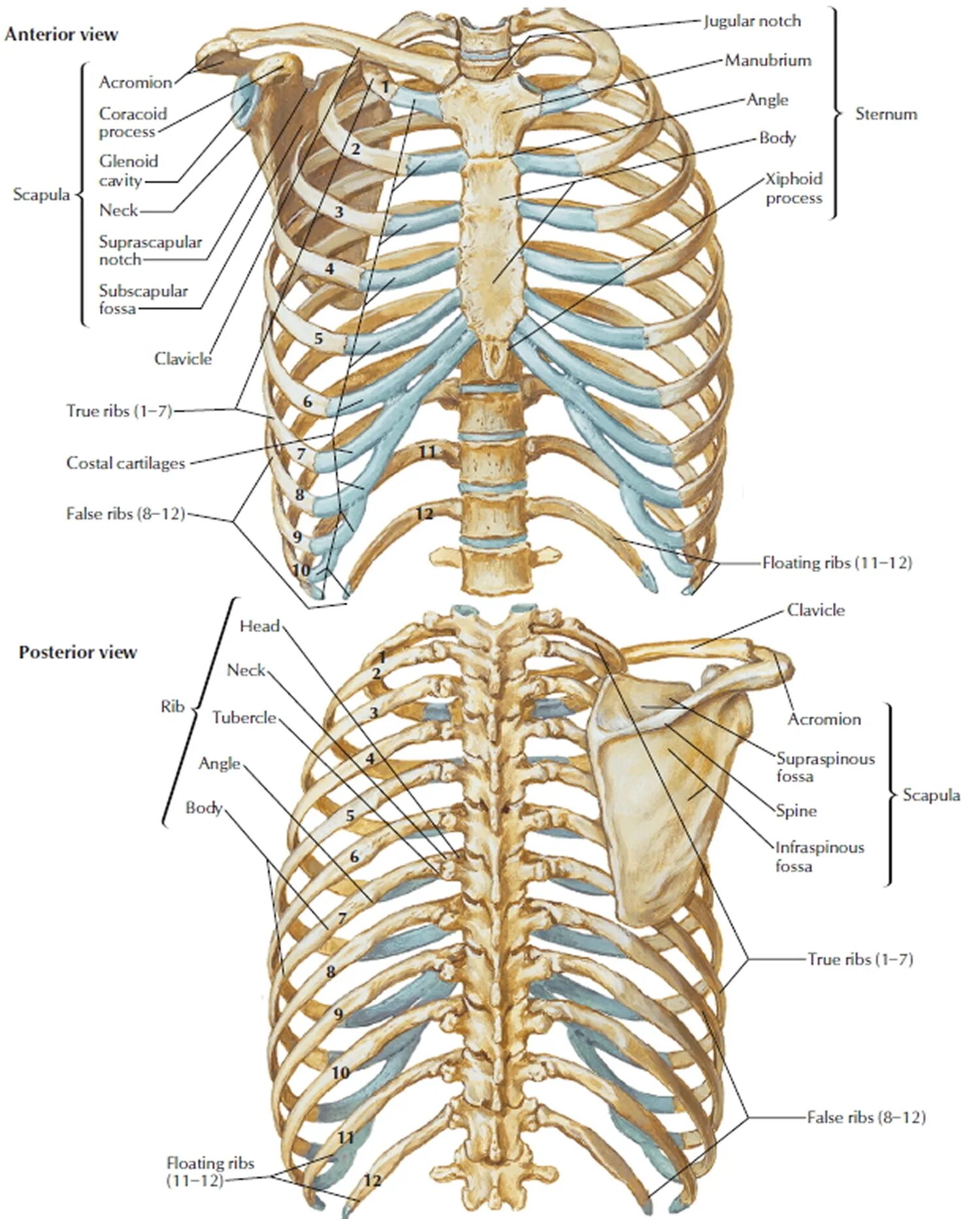 Сколько ребер у человека у женщин. Кости грудной клетки человека анатомия. Грудная клетка кости скелета. Скелет туловища грудная клетка ребра. Кости скелета грудной клетки анатомия.