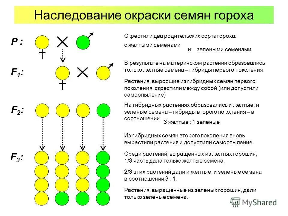 Гибридов первого поколения скрестили между собой