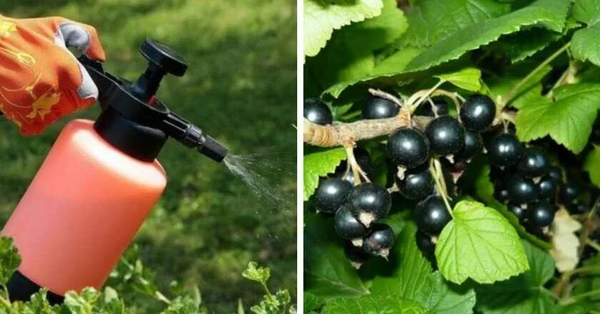 Опрыскивание смородины осенью. Опрыскивание смородины от вредителей. Опрыскивание крыжовника весной. Обработка смородины. Ранняя обработка смородины.