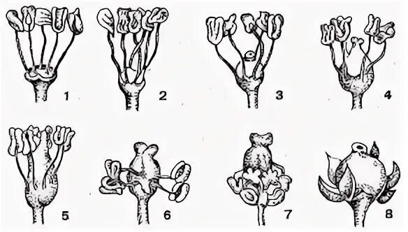 Тип цветка винограда. Мужской тип цветка винограда фото. Мужской тип цветка винограда фото. Тип цветка винограда. Цветок винограда женского типа.