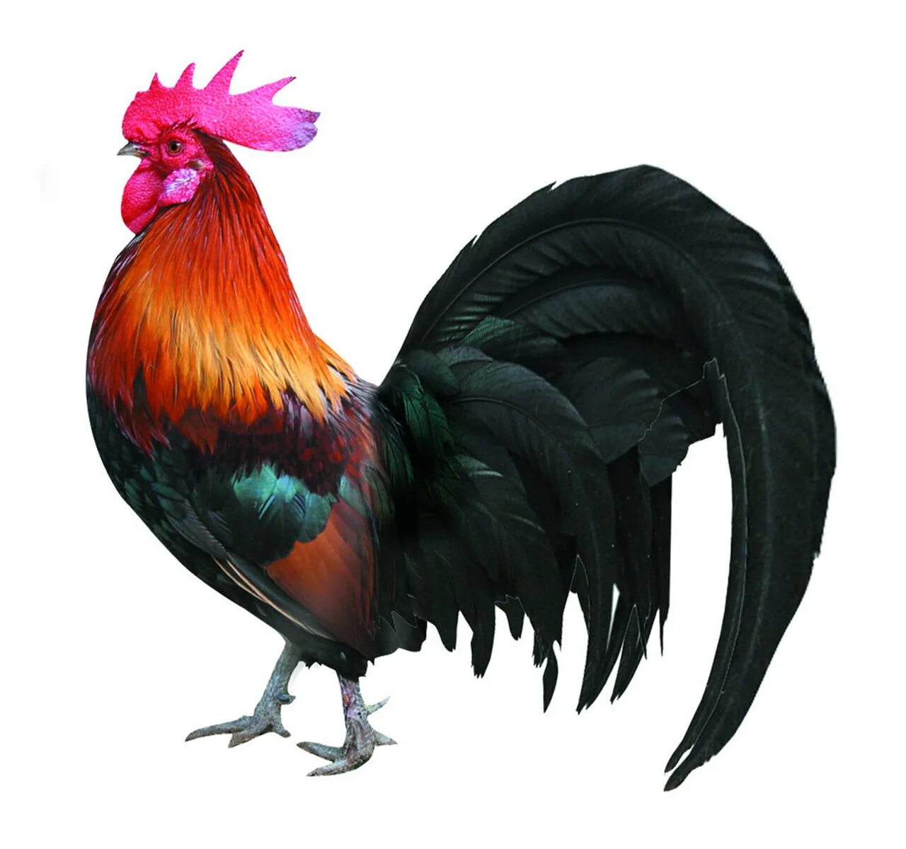 петух прозрачный. петушок для фотошопа. петух прозрачный. петушок на белом фоне. курица на прозрачном фоне.