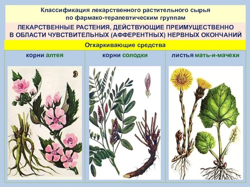 Биология 6 класс корни и корневые системы. Женьшень корень жизни. Преимущественно корень. Строение мочковатой корневой системы рисунок. Главные боковые и придаточные корни.