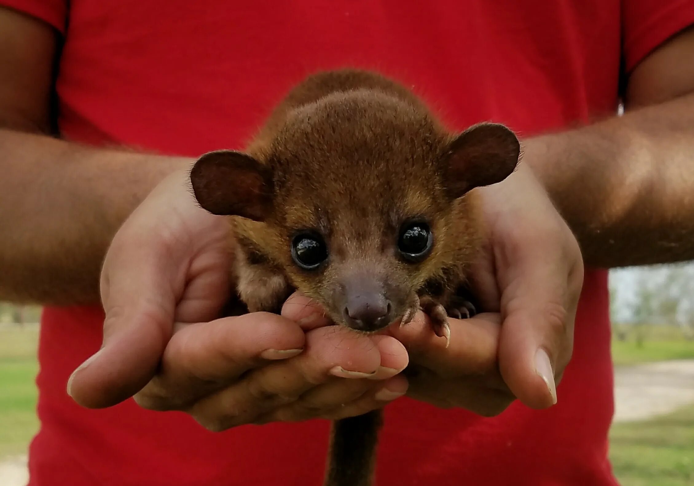 экзотические домашние животные. животные для квартиры. каких необычных животных заводят. каких необычных животных заводят. необычные домашние животные.