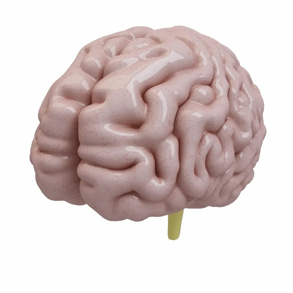 Brain model. Прозрачный мозг.