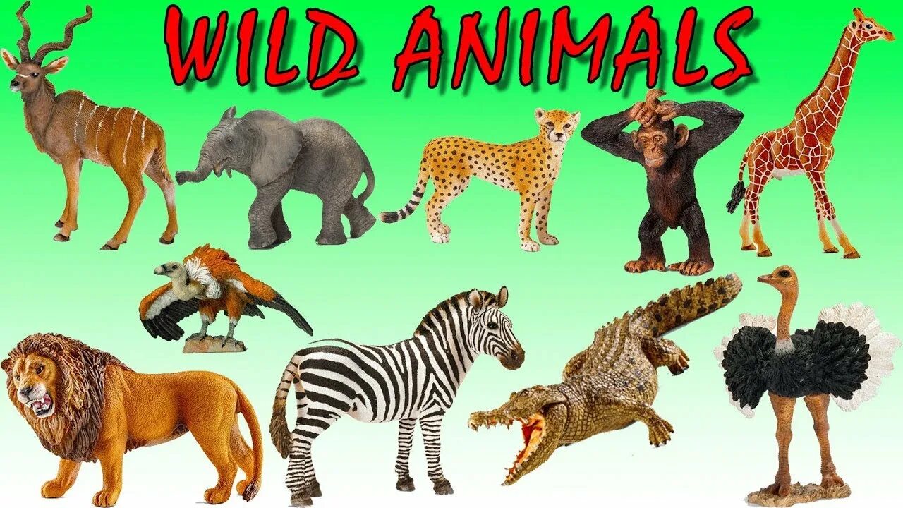 Kids box wild animals. Животные for Kids. Wild animals Kids. Игрушки Wild animals for Kids. Wild animals Wild animals names.