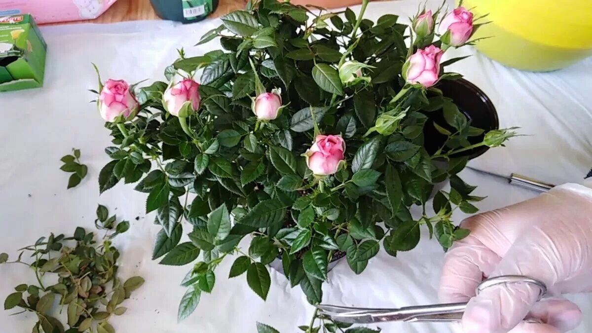 Как реанимировать кустовые розы. Бутоны розы кордана.