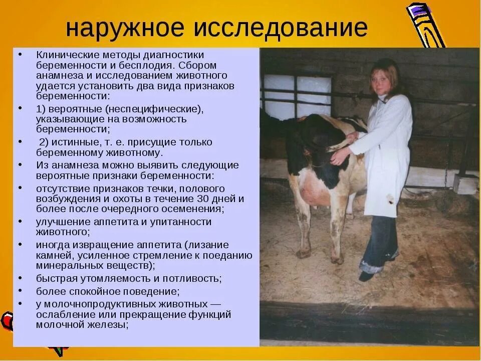 Животное определяющее беременность. Ректальное исследование коров на стельность. Стельность коровы по месяцам. Методы диагностики беременности у животных. Методы диагностики коровы.