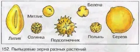 Пыльца разных растений