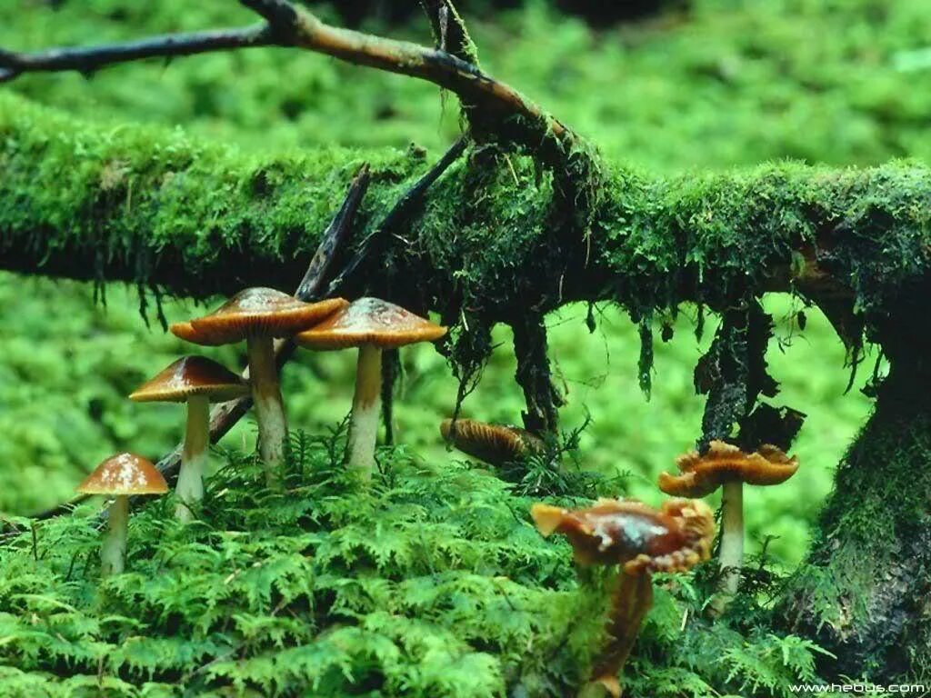 Мир природы грибы. Живые грибы:. Живая природа. Грибы в воде. Конкуренция в растительном мире.